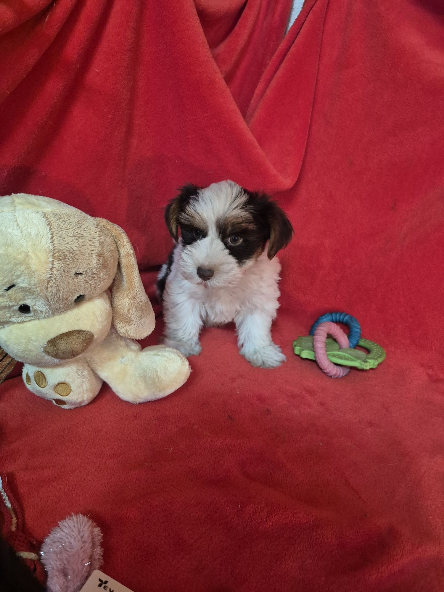 Biewer Terrier Macho Criadora Registada PT 3088 FL
