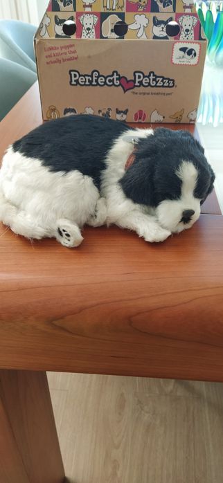 Gato preto e branco
