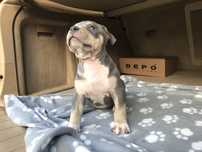 American bully xl
