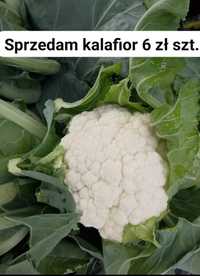 Sprzedam kalafior