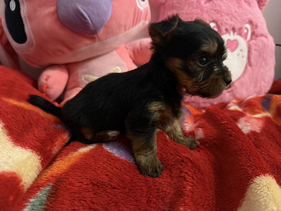 Sprzedam pieska rasy York