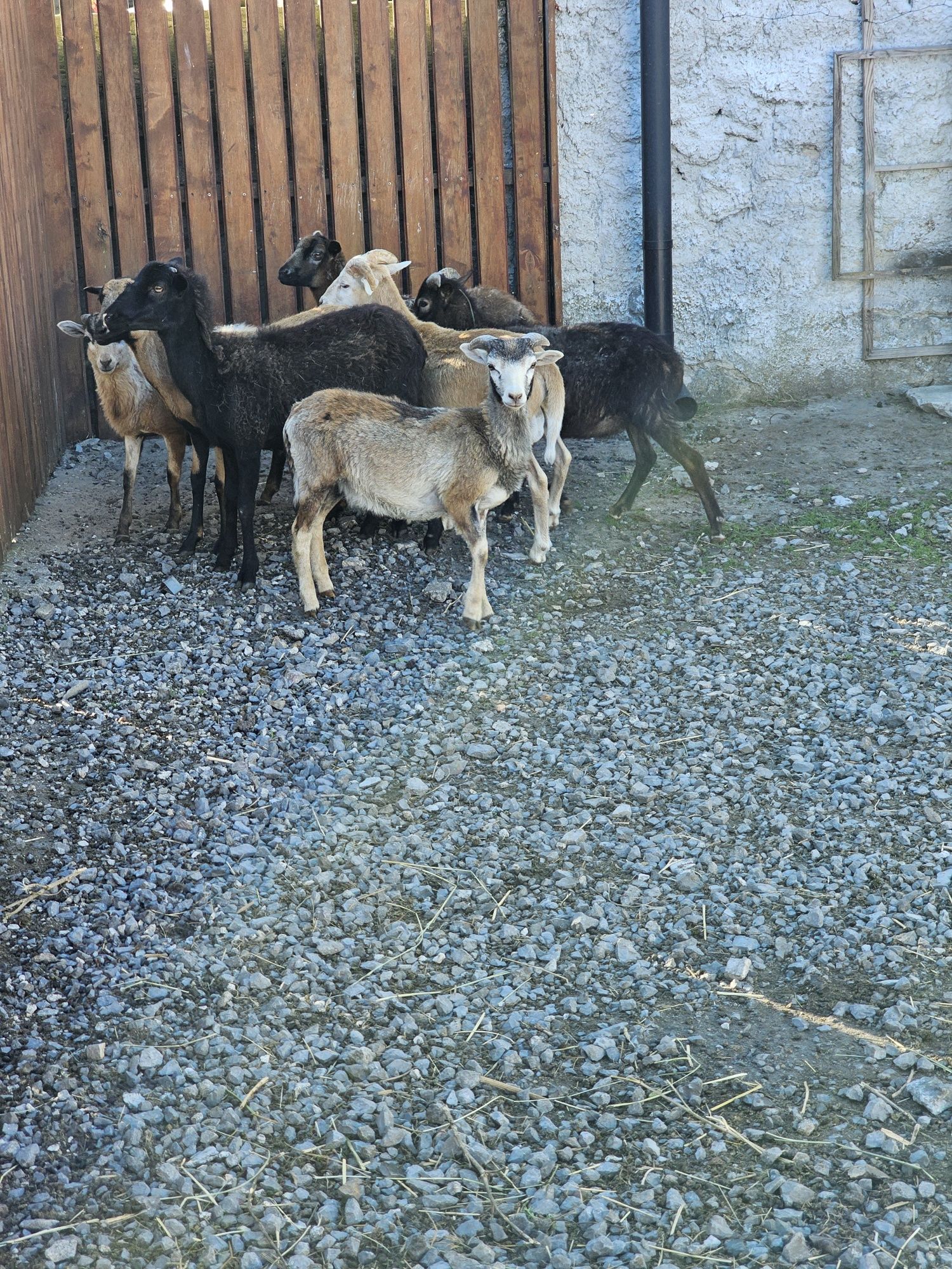 Owca baran para kamerunskie tryk Jarka