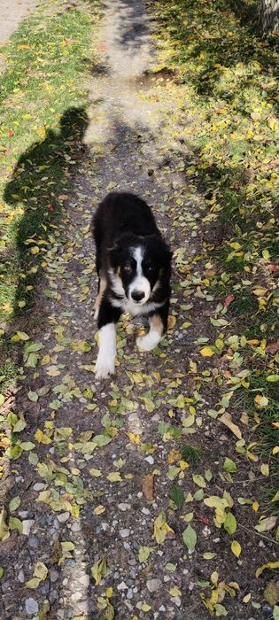 Border Collie ur.09. 06. 2025