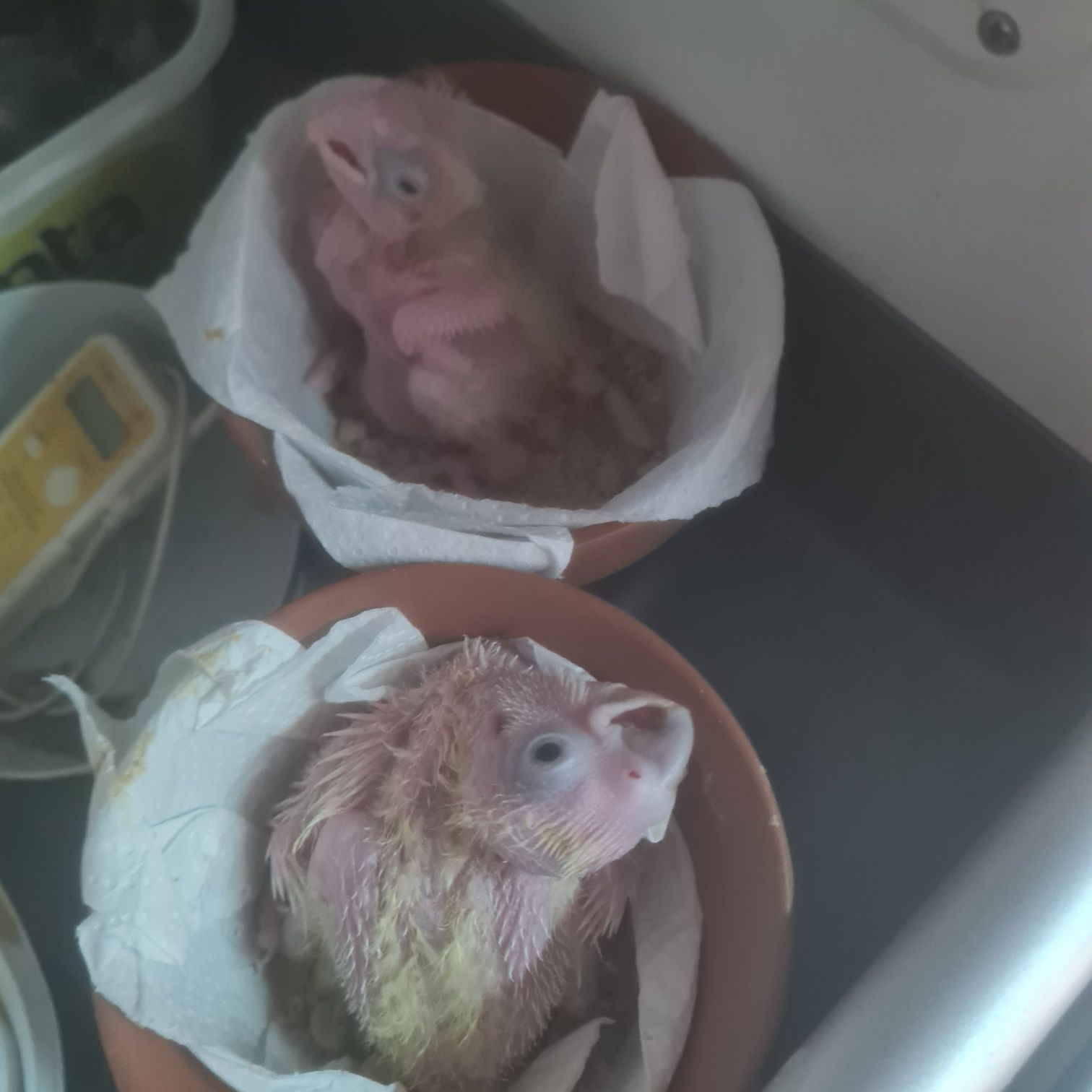 Papagaios Araras Catatuas turacos