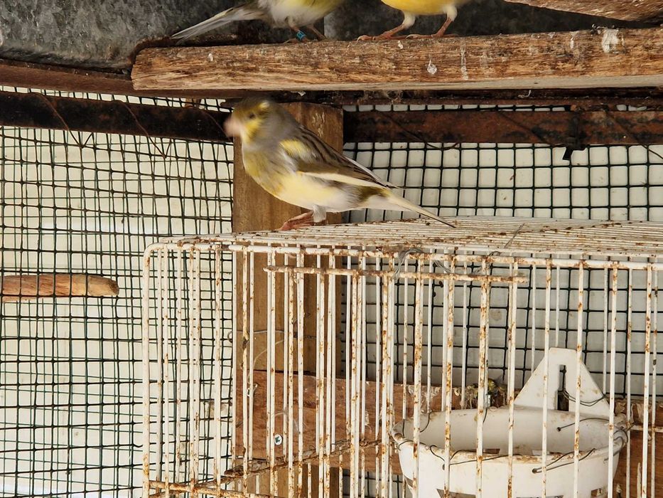 Canários várias cores, 2025