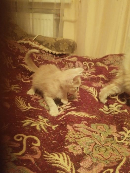 Отдам даром котят