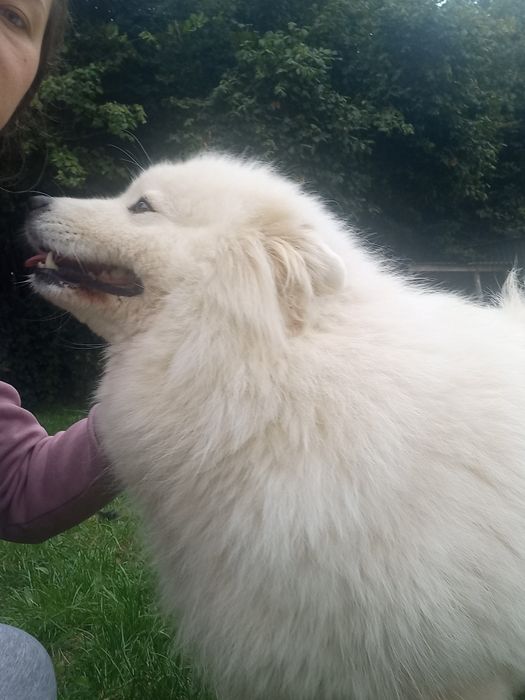 Samoyed suczka 2 lata