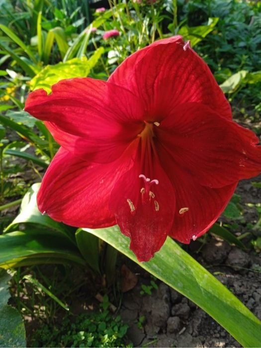 Гіпеаструм червоний,цибулина