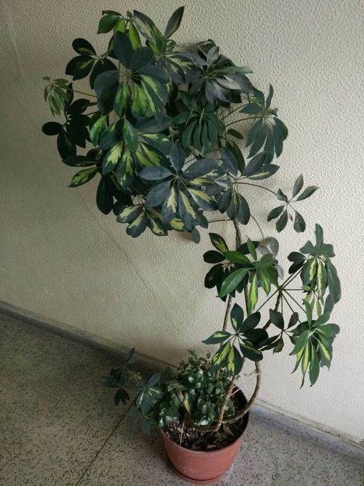 Planta