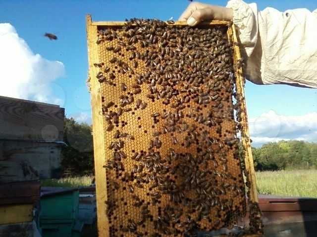Продам пчелосемью, пчелосемья