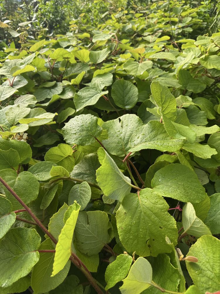 Kiwis (plantas)