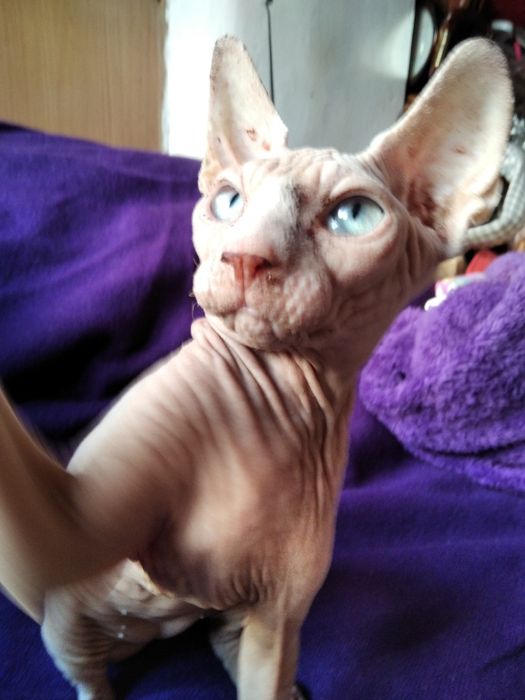 Канадский сфинкс