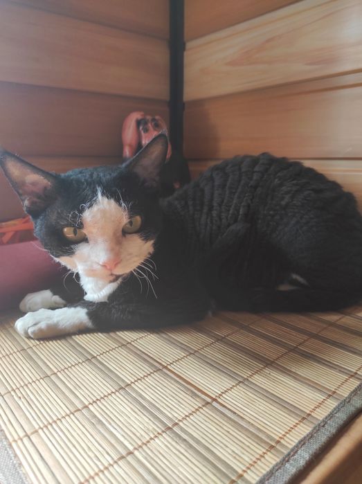 Кот Вязка  Девон Рекс