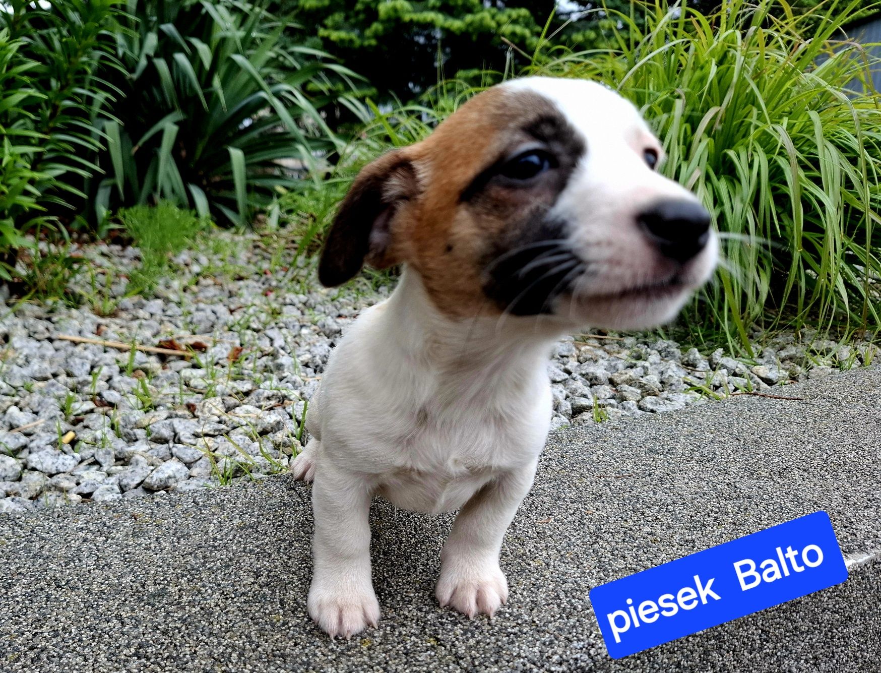 Piesek Balto Jack Russell krótkie nóżki RODZIICE W HODOWLI