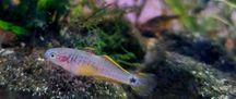 Głowaczyk barwny (tateurndina ocelliacuda)