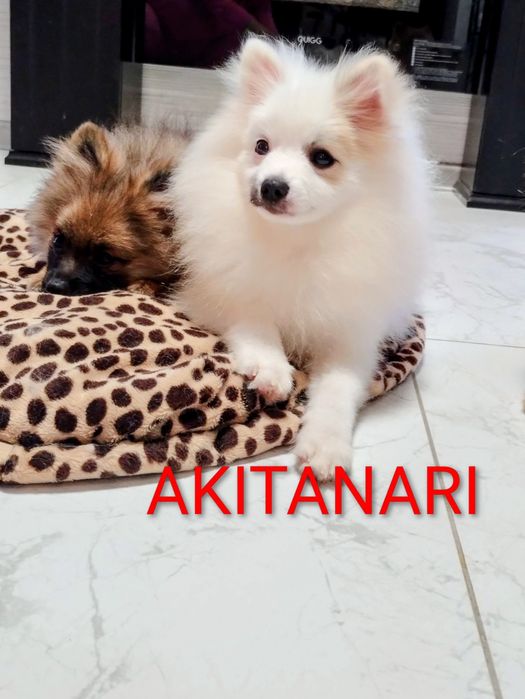 Szpic miniaturowy piesek pomeranian