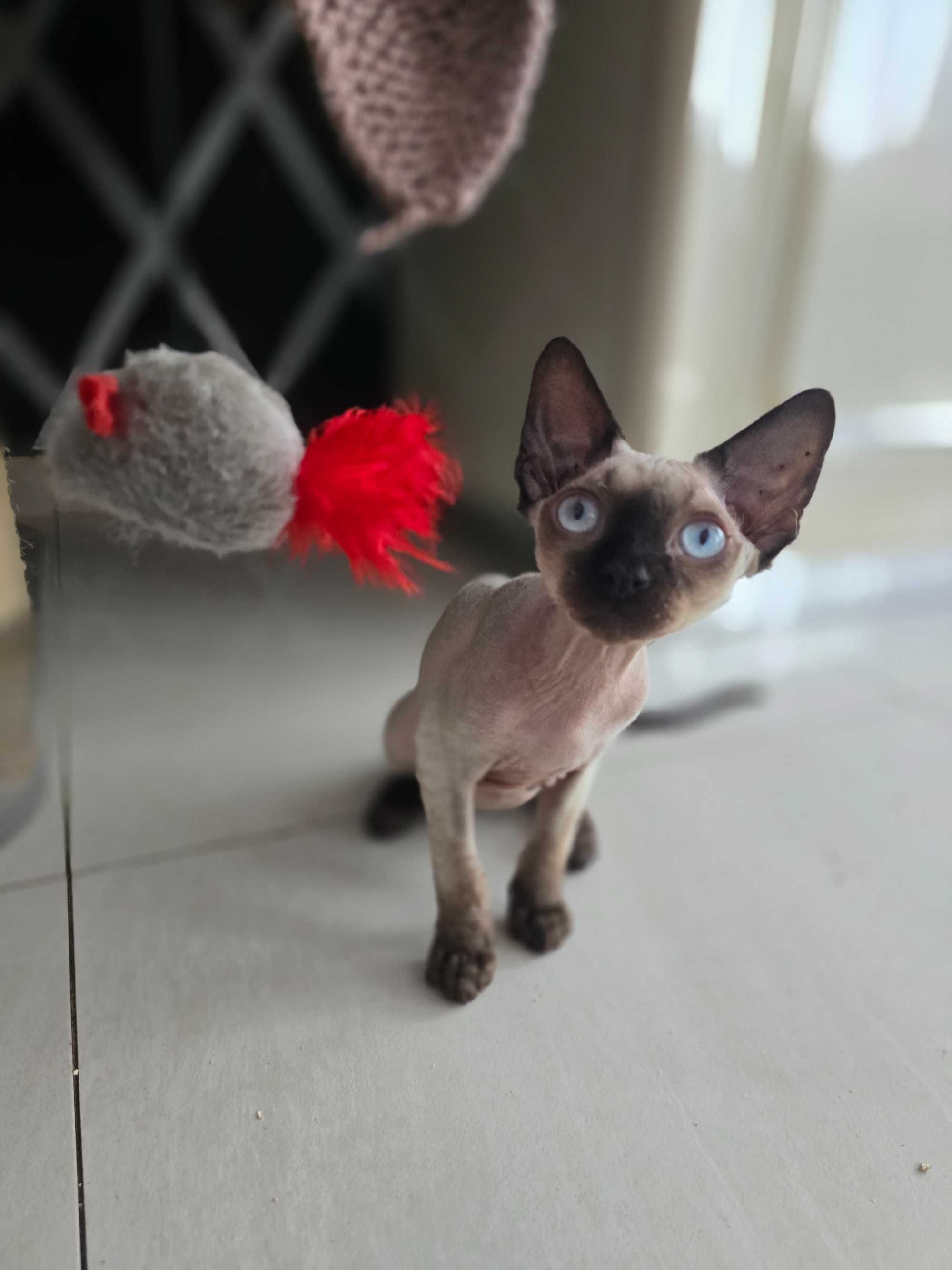 Devon rex z rodowodem FPL