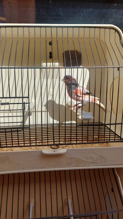 Vendo Arlequim português