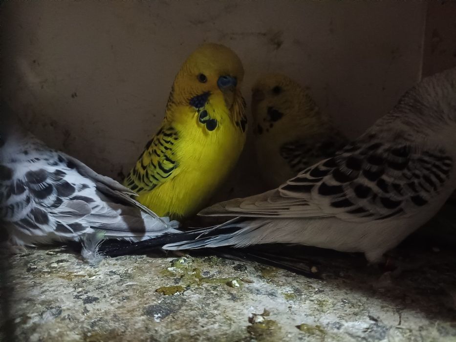 Faliste tcb, tęczowe, helikoptery