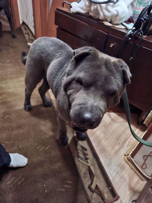 Шарпей голубий крупнокістяковий