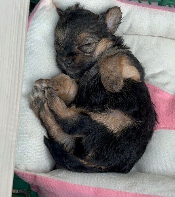 Цуценята йоркширський терьєр