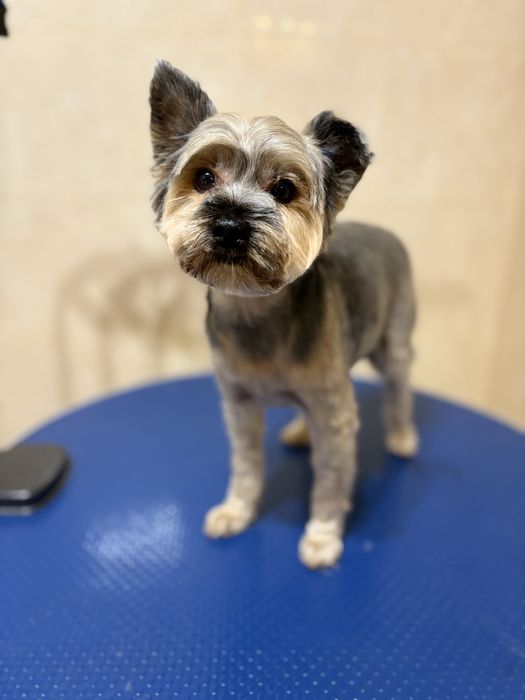 Groomer, strzyżenie i pielęgnacja psów, psi fryzjer Radom