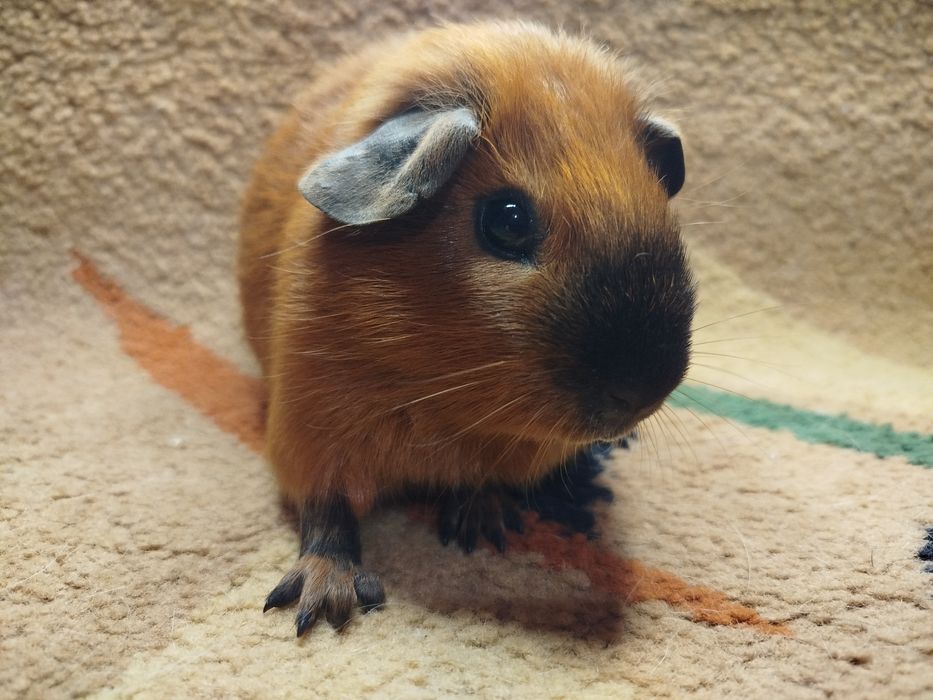 Морская свинка. Малыш. Калифорния.