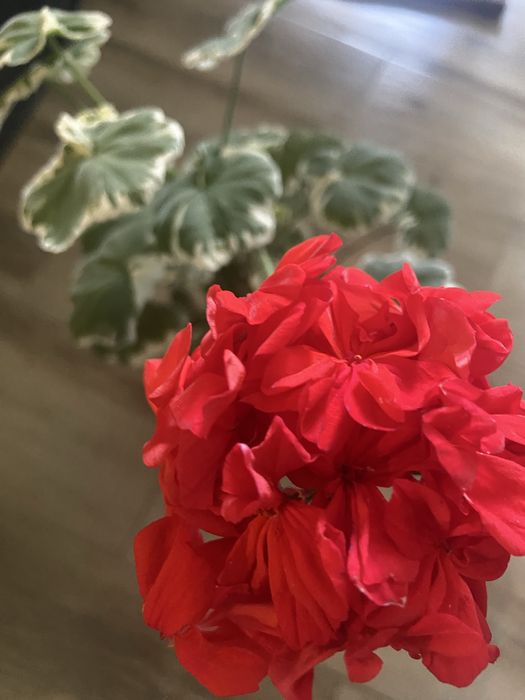 Пеларгонія  зональна, духмяна