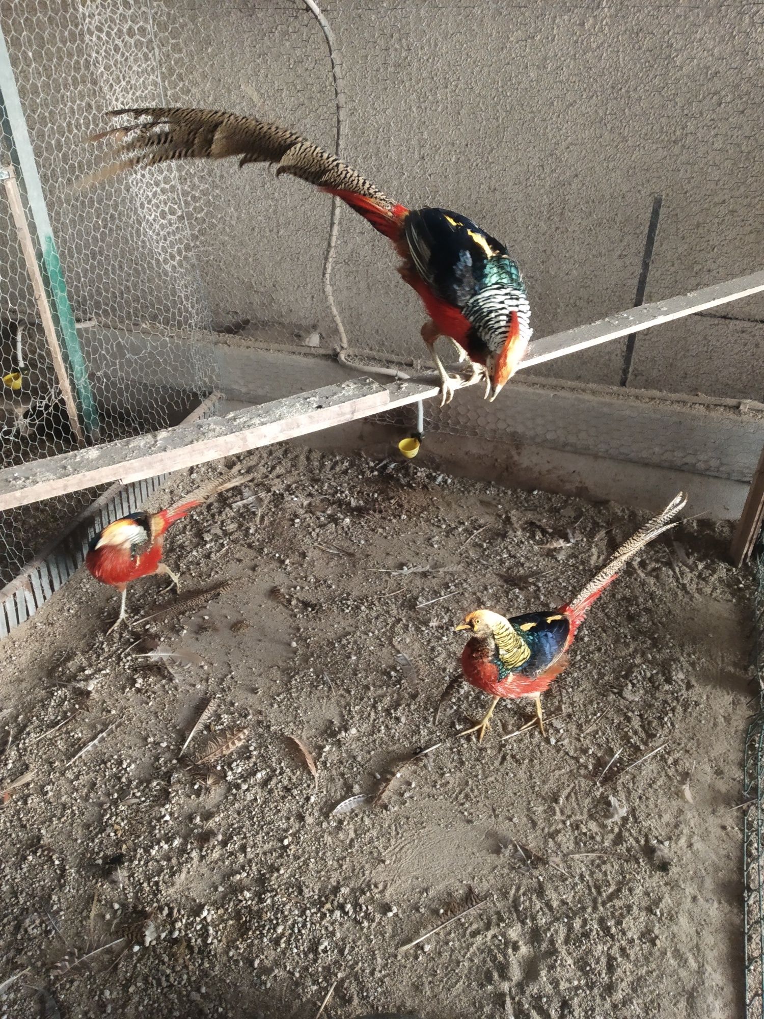 Ovos de Pavão galados e de faisões.