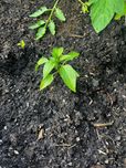 Rozsady papryki  Carolina Reaper Jalapeño De Cayenne czerwona 2026