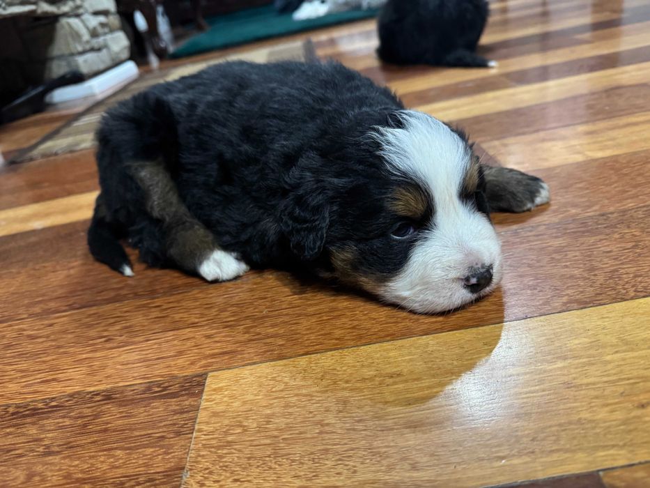 berneński pies pasterski