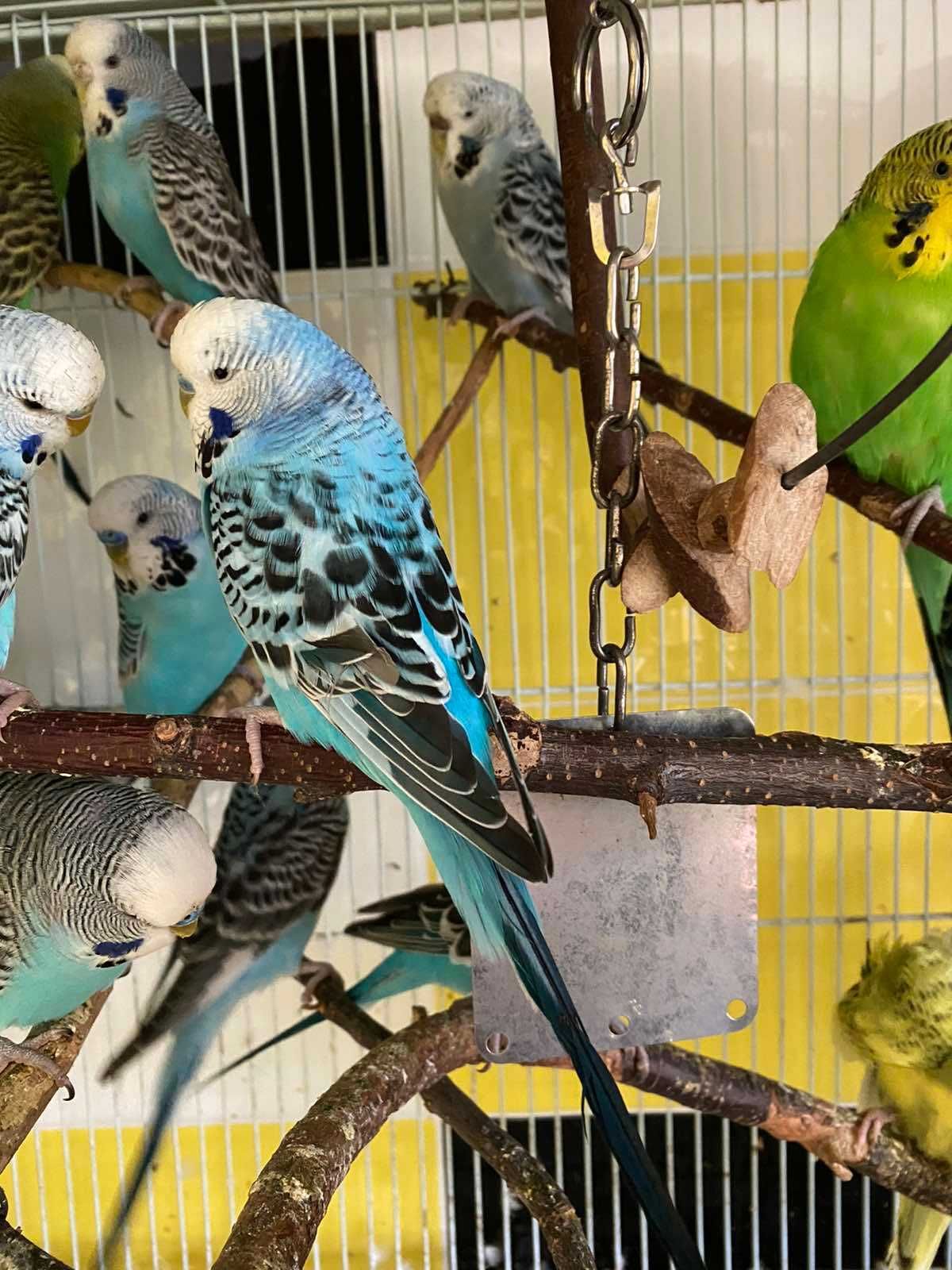 Чехи, получехи, волнистые попугайчики  открыты к общению