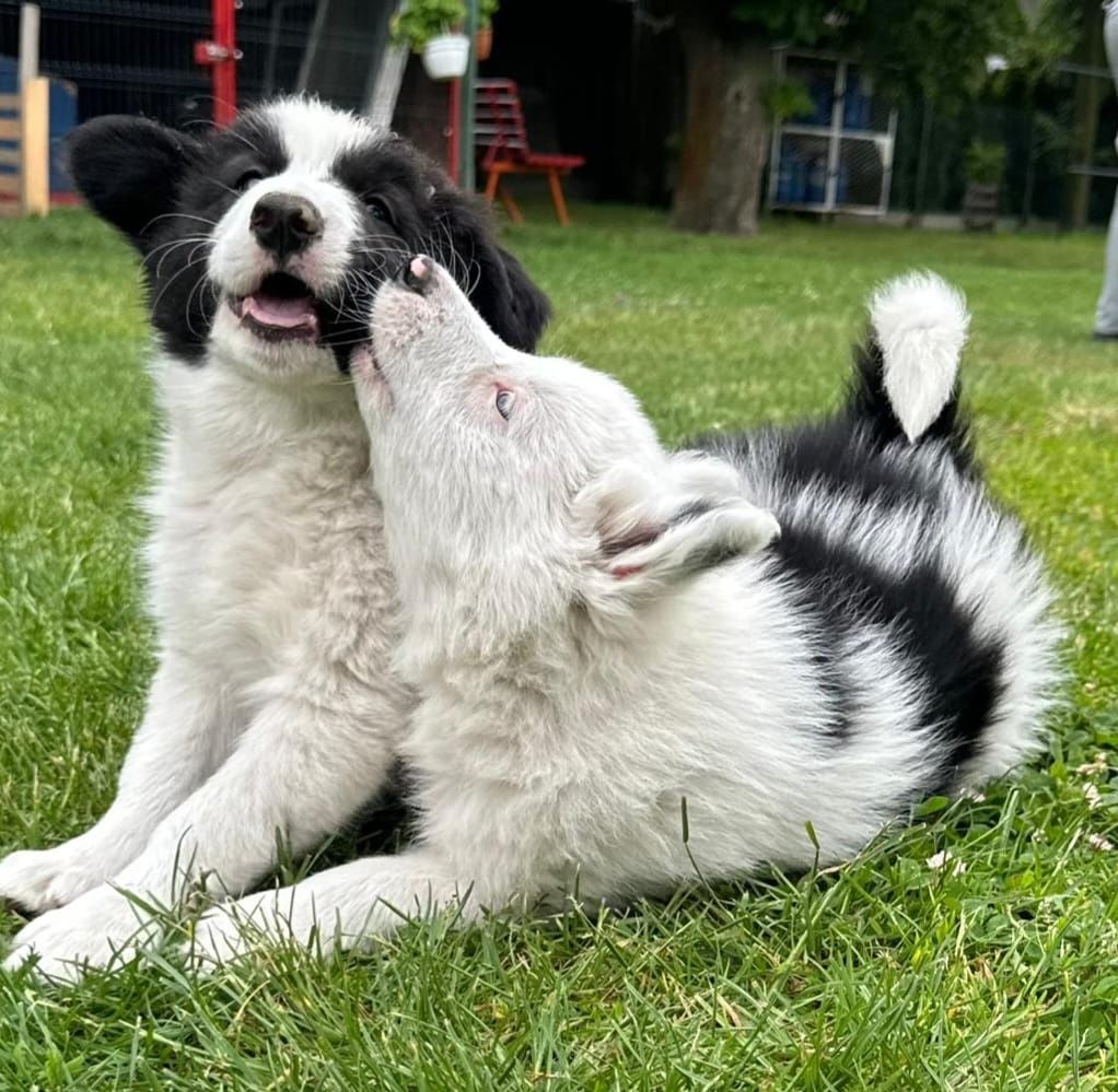 Border collie piesek