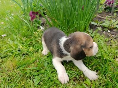 Piękny piesek rasy Beagle