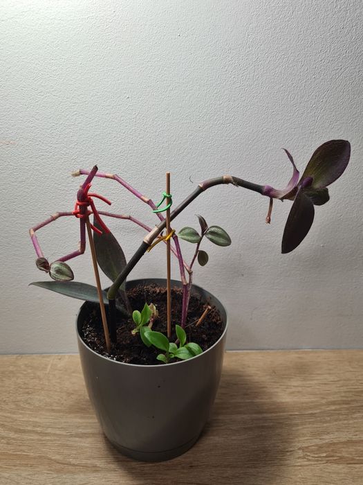 Kompozycja Trzykrotki Purpurowej, pasiastej i zielonej