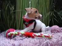Jack Russell Terrier . MALUCH