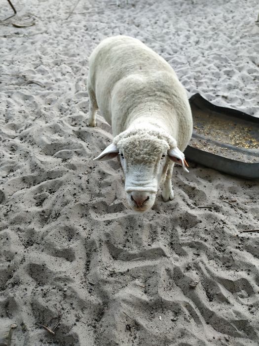 Carneiro Île-de-France puro com 3 anos