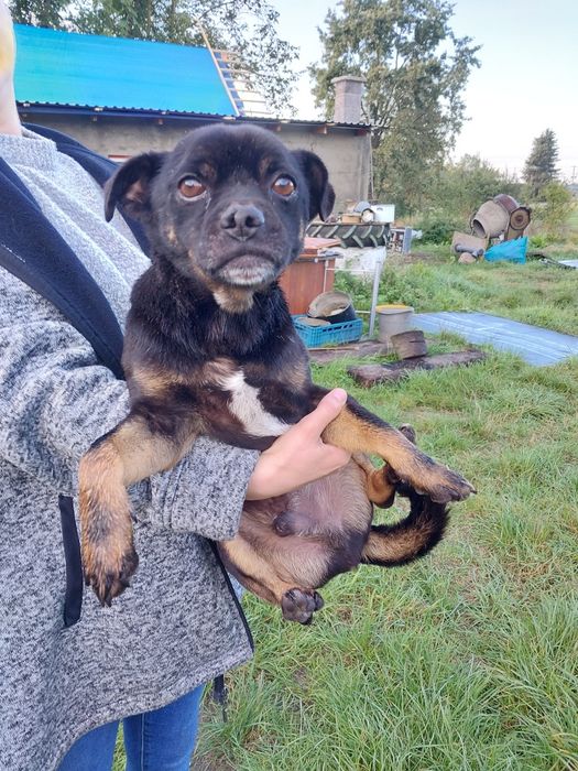Oddam za darmo małego pieska po kastracji