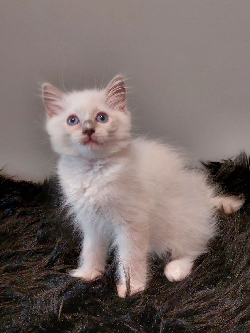 TELMA koteczka Ragdoll do rezerwacji