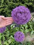 Czosnek ozdobny Globemaster allium olbrzymi cebulka