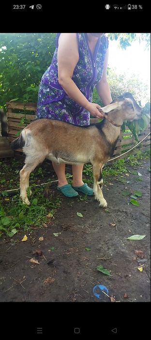 Козлик заано- нубиец,на племя