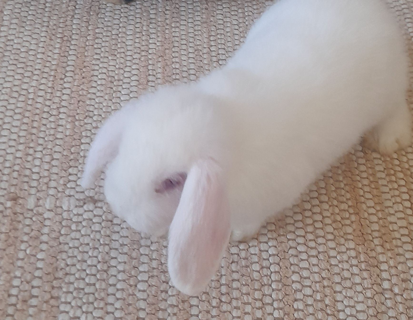 Coelhinho branco anão de orelhas compridas