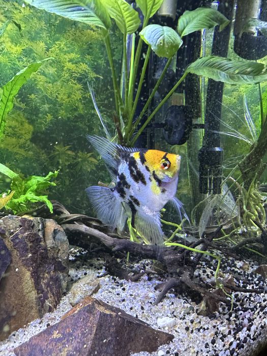 Peixe Escalar Tricolor