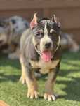 American Bully ABKC tricolor Ramos
