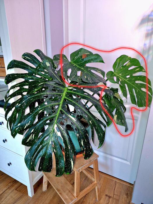 Monstera thai constellation