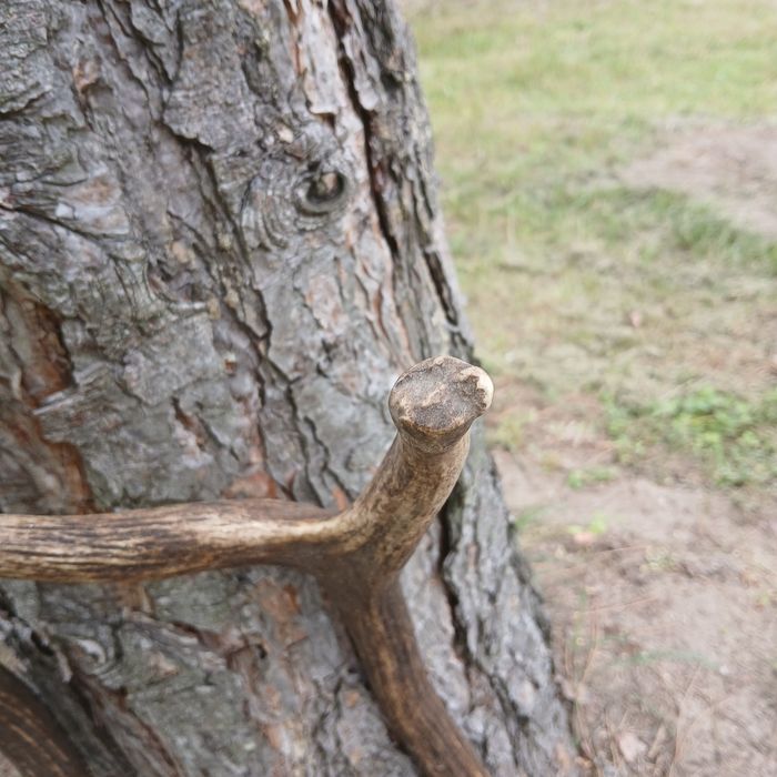 Poroże para poroża poroże jelenia rogi zrzuty trofeum wieniec zrzut