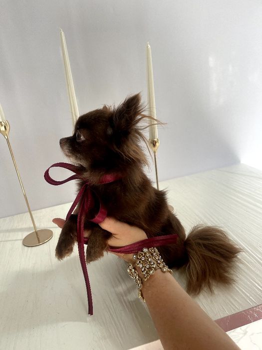 VIP Чіхуахуа шоколадна принцеса