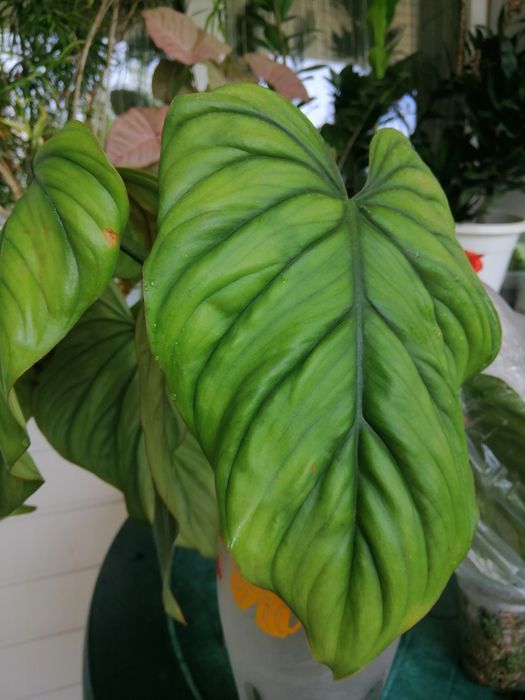 Филодендрон колумбия.