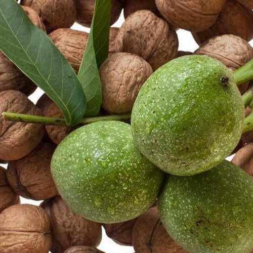 Грецькі  волоські цілі горіхи