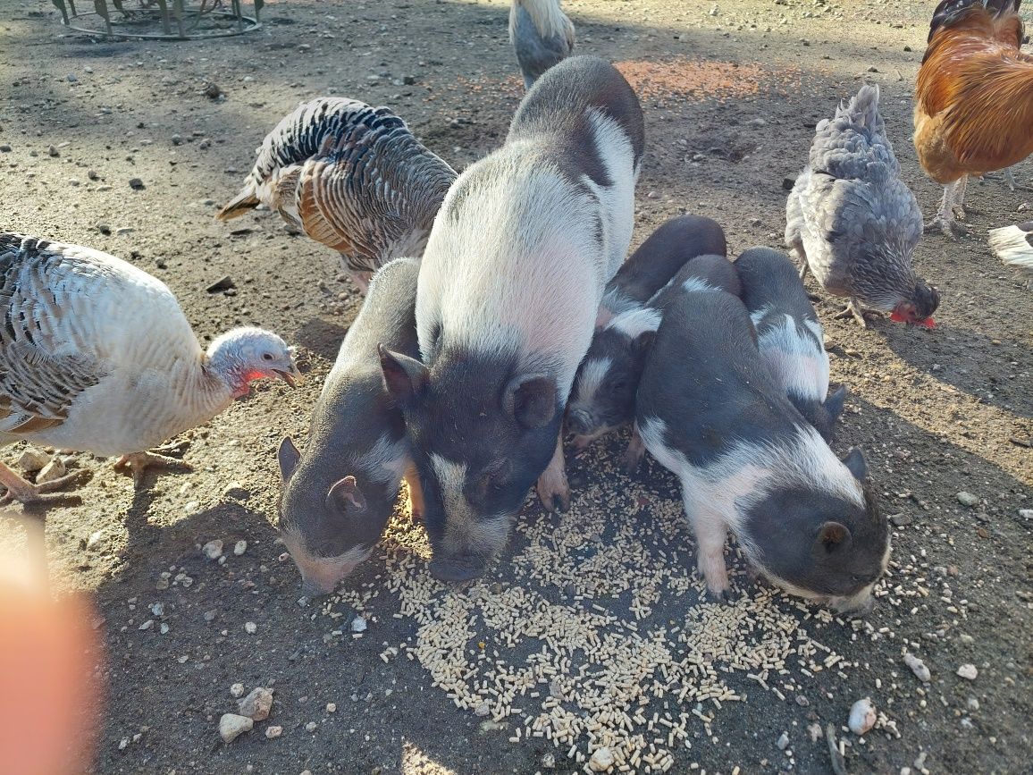 Mini pig / porco anão